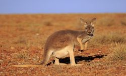 أستراليا.. إنماء أول جنين كنغر في العالم باستخدام التلقيح الاصطناعي